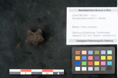 Foto (Objekt + Etikett) von Spondylostrobus smythii F.V. Mueller (NHMW-GEO-2024-0188-10401)